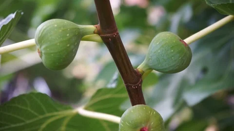 Figs grow on a tree Stock Footage 118083030