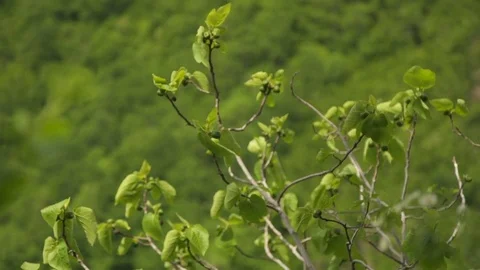Figs grow on trees, close-ups of fruits. Focus transition Video stock 75774852