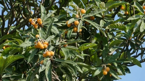 Figs Growing in Tree Stock Footage 78065232