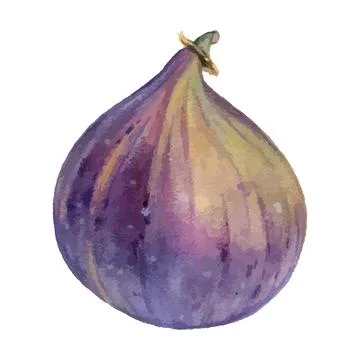 Figs hand drawing vector illustration. Stock Illustration