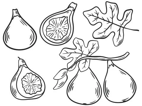Figs hand engraving isolated vector illustration set Stock Illustration