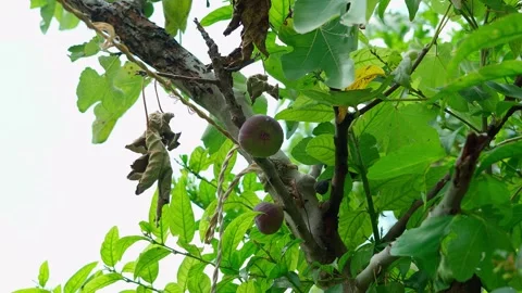 Figs hanging from the branch of a fig tree Fruit ripening on the tree Stock Footage 280218994