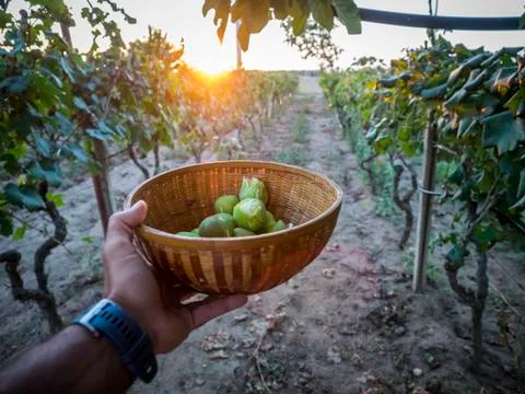 Figs harvest. Stock Photos