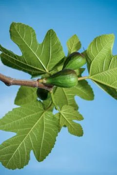 Figs in his tree 스톡 사진