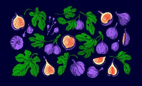 Figs juicy set. Vector color fruit, texture green leaf, bright pulp inside, s Stock Illustration