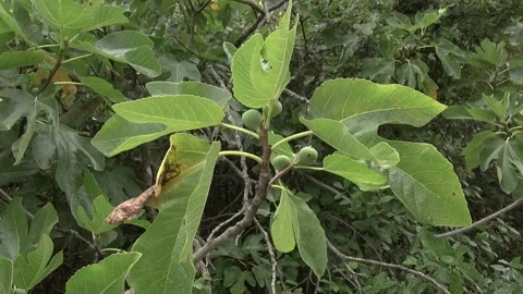 Figs leaves fruit branch tree green plants life countryside nature rural ov.. Stock Footage 330952037