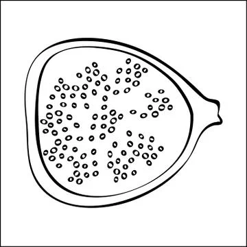 Figs outline black white vector sign icon. Monochrome hand drawn vegetable 스톡 일러스트