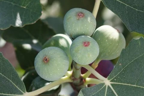 Figs Stock Photos
