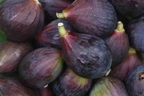 Figs Stock Photos