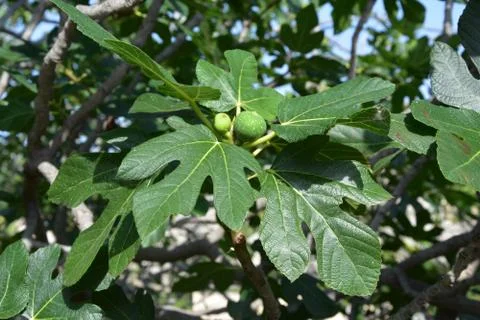 Figs Photos