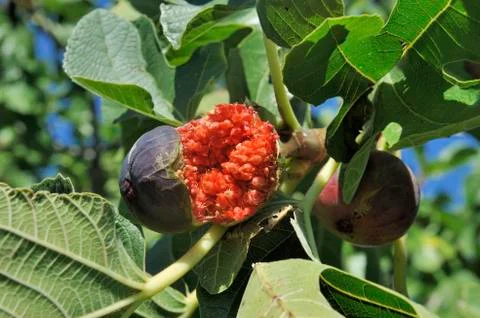 Figs Stock-Fotos