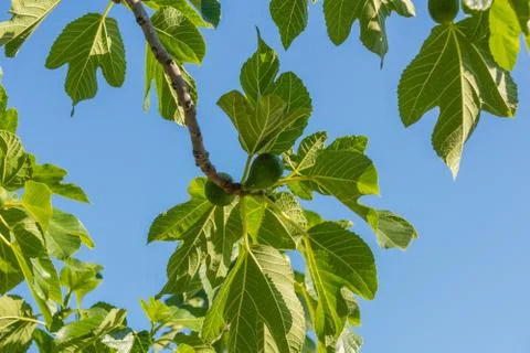 Figs Stock Photos