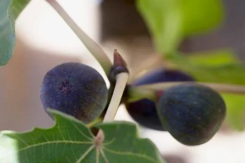 Figs on the Plant Stock Photos