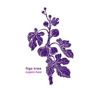 Figs plant. Vector shape. Texture branch, natural fruit, silhouette of leaves Stock Illustration