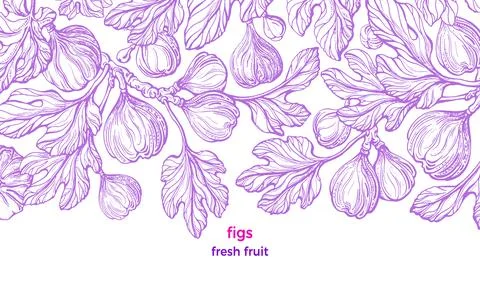 Figs plant. Vector vintage pattern. Art hand drawn illustration on white back Stock Illustration