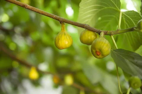 Figs ripening on a fig tree Stock Photos