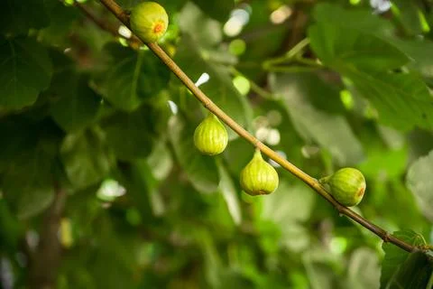 Figs ripening on a fig tree Stock Photos
