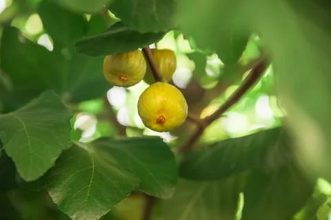 Figs ripening on a fig tree Stock Photos