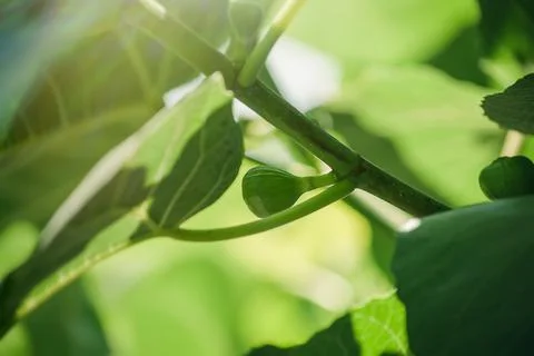 Figs ripening on a fig tree Foto stock