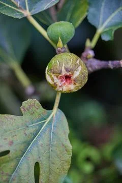 Figs ripening on a fig tree Stock Photos