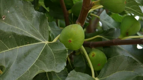 Figs ripening on a fig tree in rural Portugal. Stock Footage 248447826