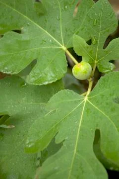 Figs ripening Stock Photos