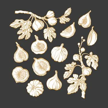 Figs set. Vector botanical plant. Nature tree, branch, sweet fruit, texture l Stock Illustration
