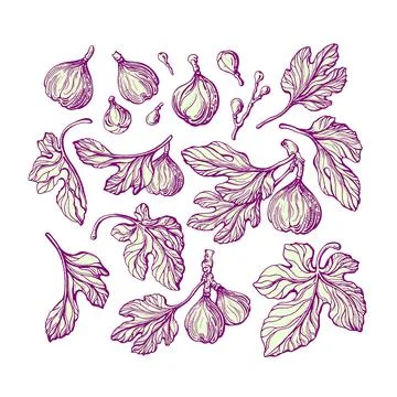 Figs set. Vector sketch branch, engraved fruit, vintage texture leaf. Art han Stock Illustration