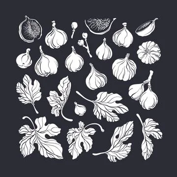 Figs set. Vector vintage shape. Hand drawn isolate Stock Illustration