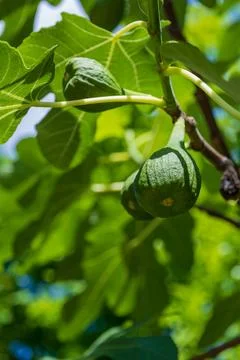 Figs in the Sun. close-up. Stock Photos