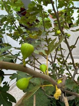 Figs on tree branch with leaves Stock Photos