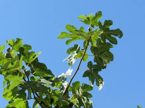 Figs on tree branches Stock Photos