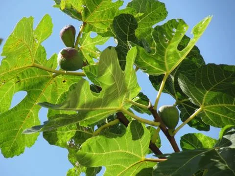 Figs on tree branches Stock Photos