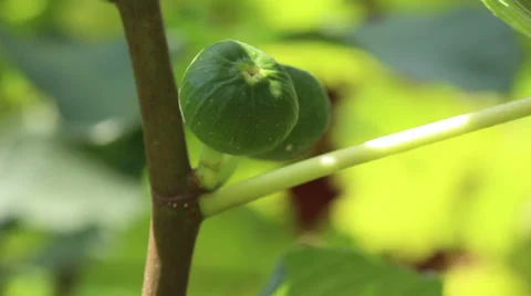 Figs, tree Stock Footage 31051481
