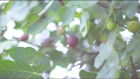 Figs on tree in garden Stock Footage 76136355