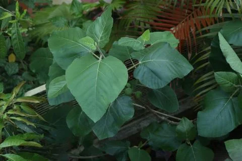 Figs tree in home Stock Photos