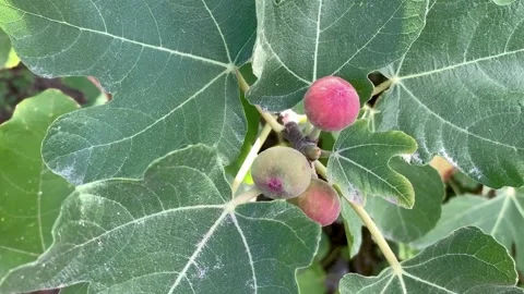 Figs On A Tree In Italy Video stock 151331167