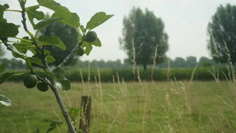 Figs tree in the nature Video stock 171874216