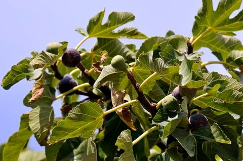 Figs from the tree 스톡 사진