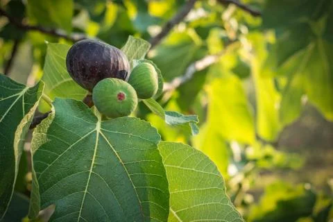 Figs on the tree Stock Photos