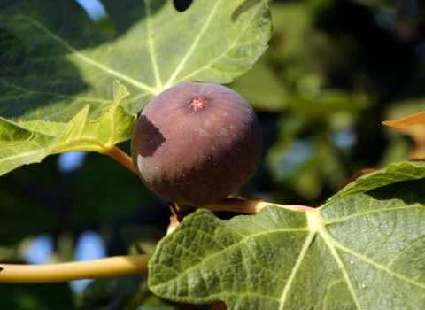 Figs on a tree Stock Photos