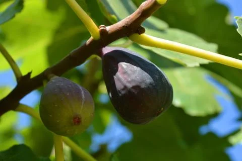 Figs on tree Foto stock