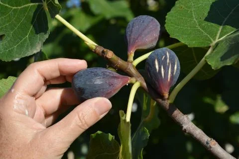 Figs on tree Stock Photos