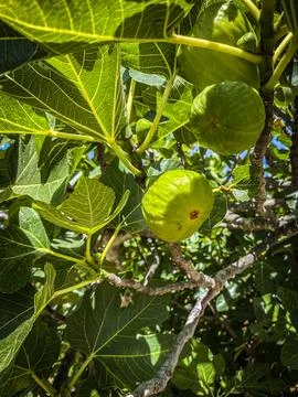 The figs on a tree Stock Photos