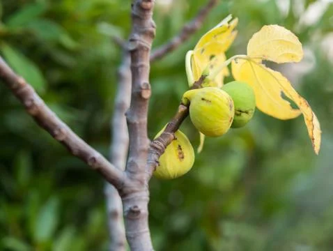 Figs on tree at plantation 库存照片