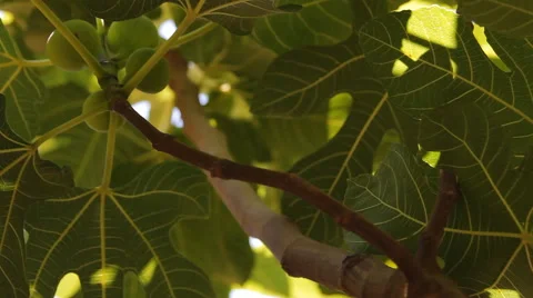 The figs on the tree, tropical garden Stock Footage 40413911