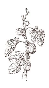 Figs tree. Vector realistic branch, fresh fruit, vintage leaf. Art hand drawn Stock Illustration