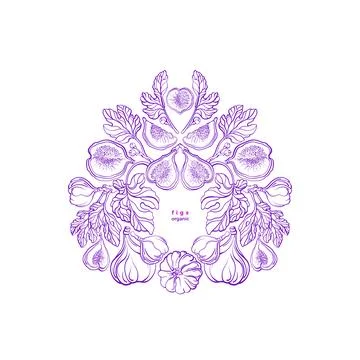 Figs vintage pattern, emblem. Graphic twig, fruit Illustrazione stock