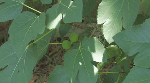 Figs zooming in Stock Footage 757934