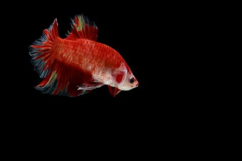 Figthing fish on black background Stock Photos